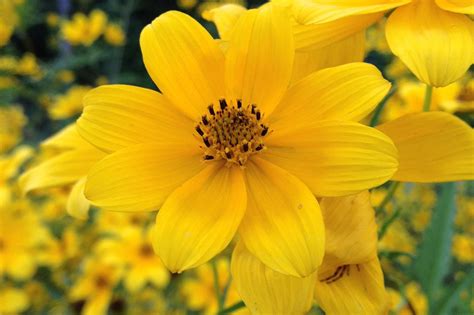 Bidens Aristosa Tickseed Sunflower