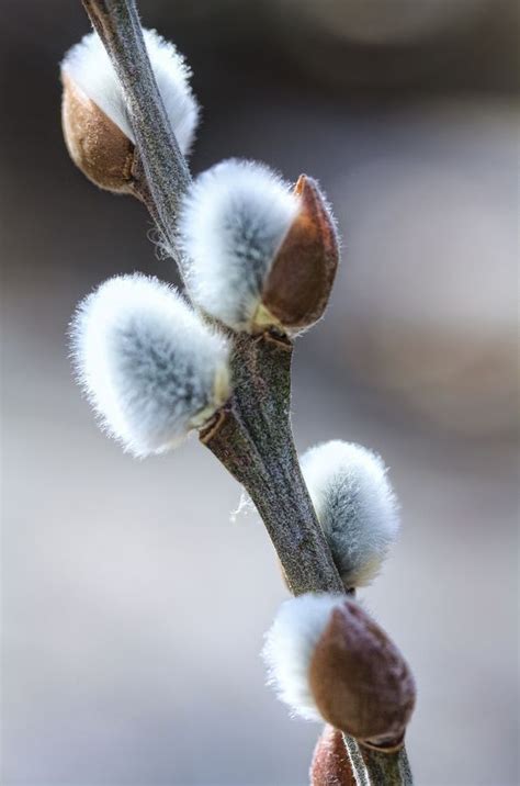 How To Transplant Pussy Willows Artofit