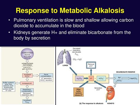 PPT - Fluid, Electrolyte, and Acid-Base Balance PowerPoint Presentation ...