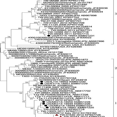 Phylogenetic Analysis Of Partial Vp Gene Sequence Nucleotides