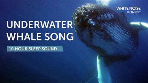 Whale Song Sleep Sound Hours Black Screen Youtube