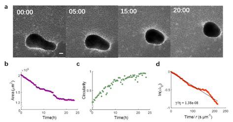 Cluster Rounding Dynamics A Phase Contrast Images Of A Smc Cluster At