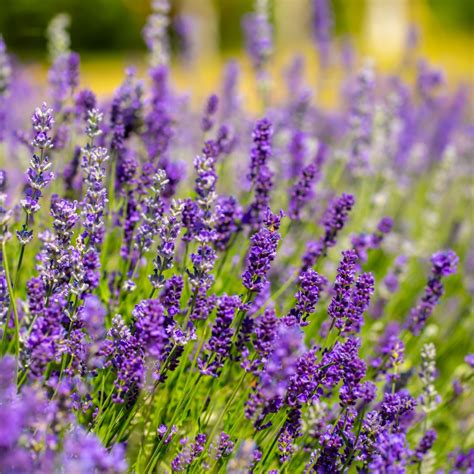 how to care for lavender in the fall