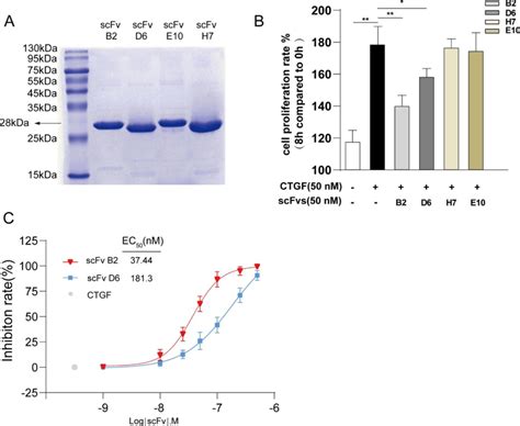 Screening And Identification Of Connective Tissue Growth Factor Ctgf