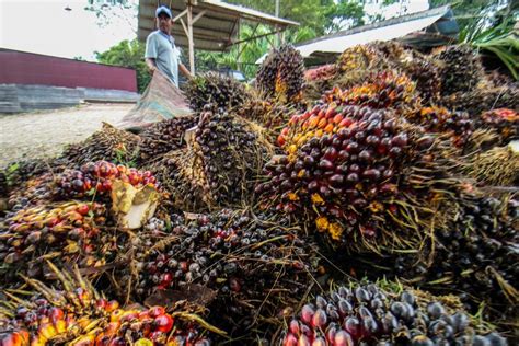 Nilai Ekspor Sawit Tertinggi Dalam Sejarah Indonesia Industri