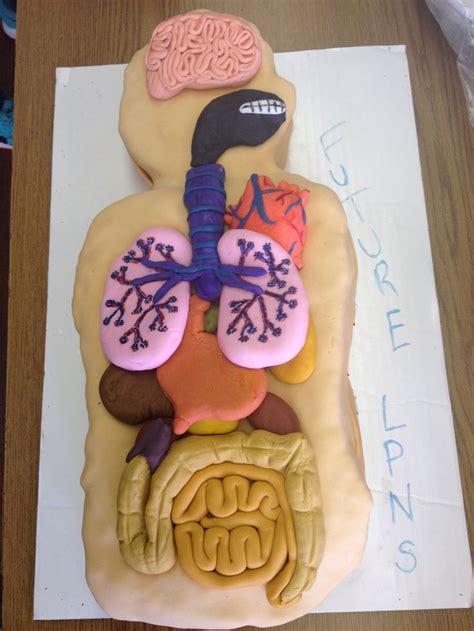 Anatomy Cake Organs Digestive System Lpn Nurse Medical School | Human ...