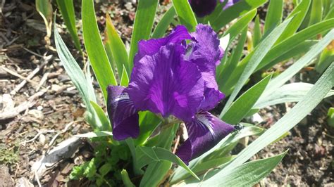 DEEP PURPLE DWARF IRIS