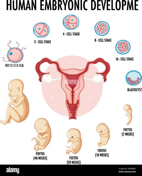 Desarrollo Embrionario Humano En Ilustración Infográfica Humana Imagen Vector De Stock Alamy