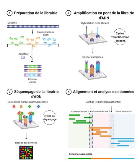 17 Principes Et étapes Du Séquençage Illumina Adapté Daprès Next