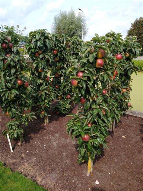 Moet Je Fruit In Het Eerste Jaar Weghalen Fruitbomen Net Blog