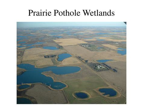 Ppt Illinois Wetland Ecosystems Powerpoint Presentation Free