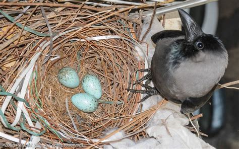 Crow House (Corvus splendens) eggs laid - India - World Bird Photos