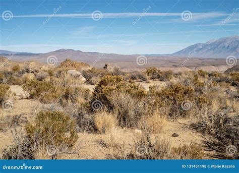 Desert Plants, Hill, Eastern Sierra Nevada Mountains Stock Photo ...