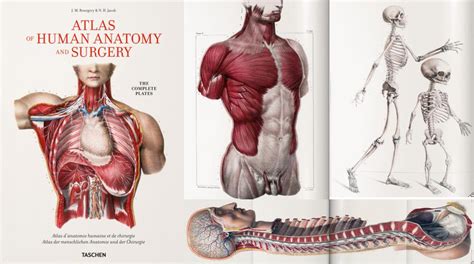 Human Anatomy Atlas 2017 - laxenblocks