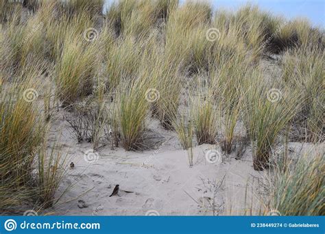 Grama De Aranha Sobre Dunas De Areia Foto De Stock Imagem De Perene