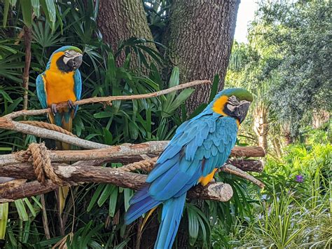 The pet near me discovery that led to an exotic rescue story 14