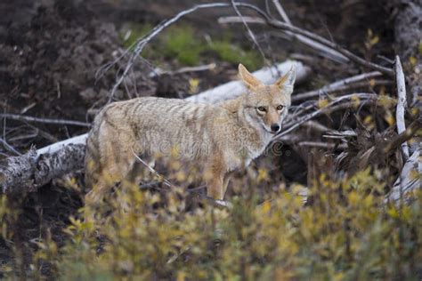 Coyote Canis Latrans Stock Image Image Of Standing 63669637