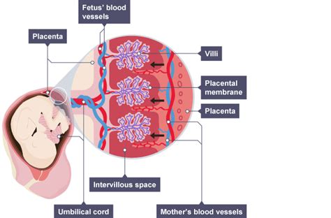 Placenta Diagram Labeled