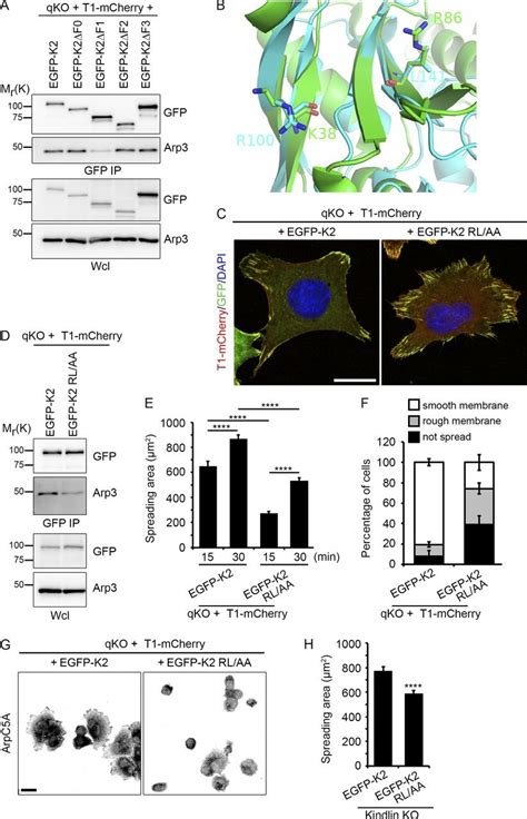 Lamellipodia Formation And Cell Spreading Requires Kindlin Binding To