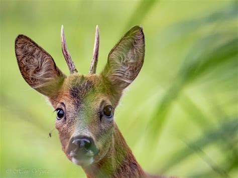 Roebuck Reebok Hans Ijpma Flickr