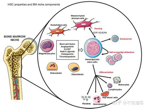 什么是造血干细胞移植 知乎