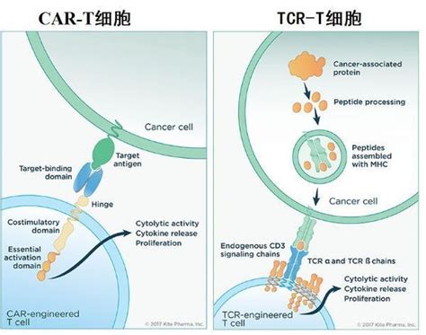 抗CD19 CAR T细胞疗法百时美liso cel在日本申请上市或成日本第3款CAR T疗法 癌症研究专区 生物谷