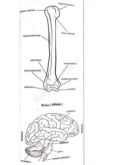 SOLUTION: Diagram of human body parts - Studypool