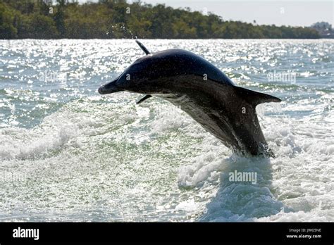 Bottlenose Dolphin Tursiops Truncatus Breaching Near Marco Island