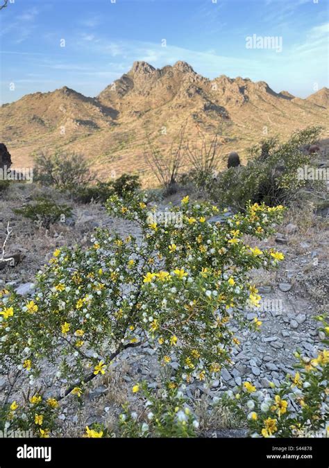 Yellow Blossoms White Puff Balls Creosote Bush Piestewa Peak Dreamy