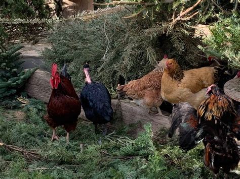 Naked Neck Chickens Dual Purpose Turkens For Eggs Meat