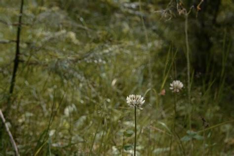 Premium Photo | Forest flower in the grass in summer