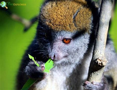 Golden Bamboo Lemur | Hapalemur Aureus | Diet | Fun Facts | Pictures