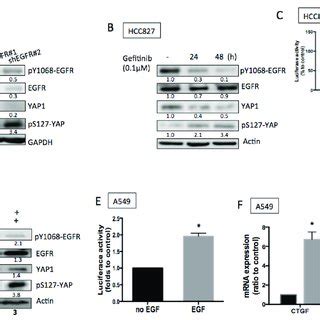 Egfr Signaling Promoted Yap Expression And Activity A Knocking Down