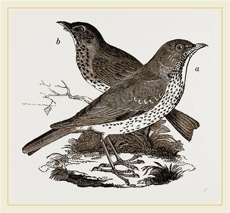 Fieldfare And Song Thrush Drawing By Litz Collection Fine Art America