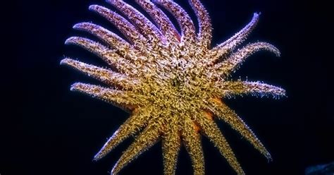 Socal Scientists Breed Starfish Babies For The First Time What It Took