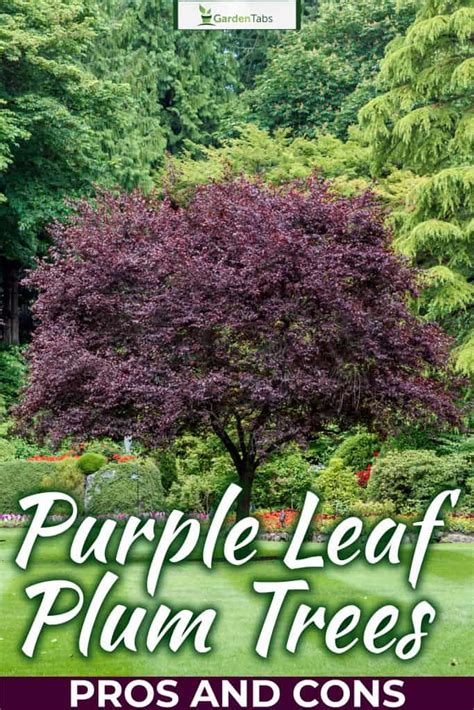 Purple Leaf Plum Trees Pros And Cons Purple Leaf Plum Tree Purple Plum Tree Flowering Plum Tree