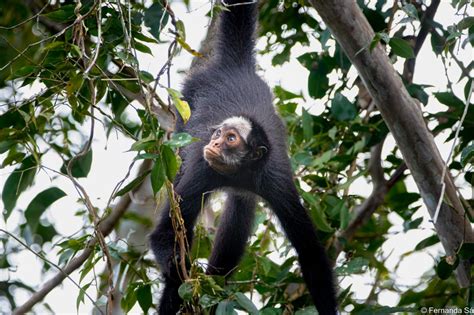 Animais Fant Sticos E Onde Habitam Macaco Aranha Da Cara Branca Biofaces