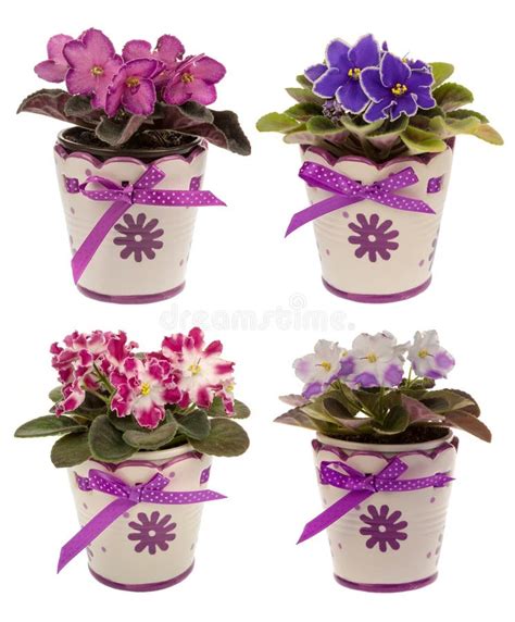 African Violets in Pots Isolated. Stock Image - Image of natural ...