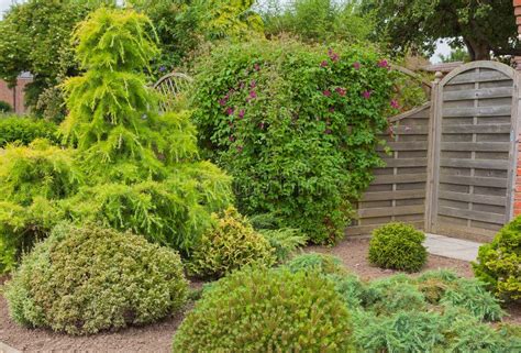 Evergreen Shrubs And Trees In A Garden Corner Stock Photo Image Of