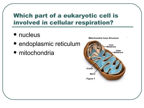 Intro To Cellular Respiration PPT