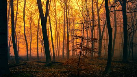 Wallpaper X Px Branch Fall Forest Landscape Leaves Mist