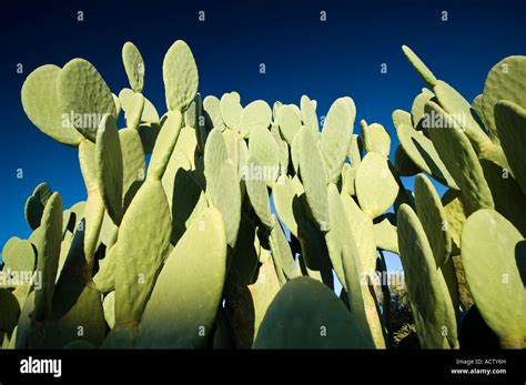 Kalahari Desert Plants