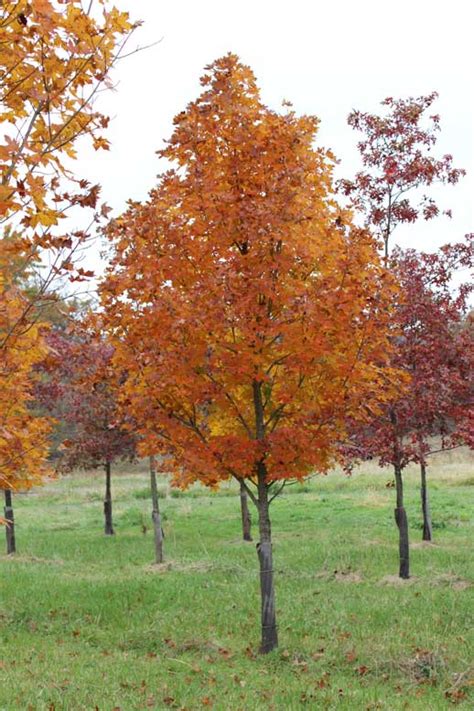 Types Of Sugar Maple Trees Atlasshery