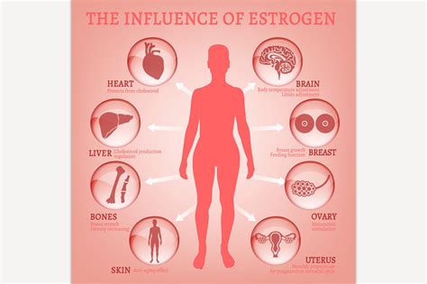 Estrogen Effects Infographic | Education Illustrations ~ Creative Market