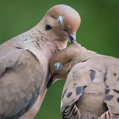 Love Doves Square Photograph by Terry DeLuco