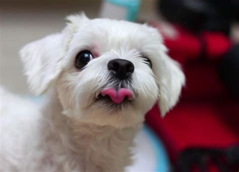 maltese barking   explained