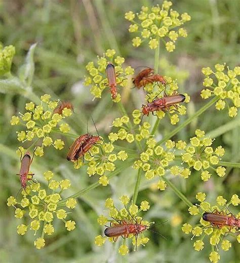 Pastinaca sativa - Wild Parsnip - Emorsgate Seeds