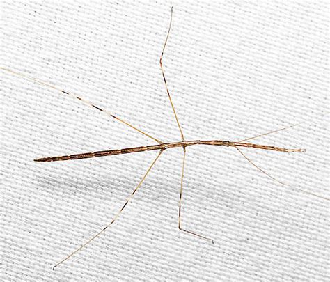 Thread Legged Bug Emesaya Bugguide Net