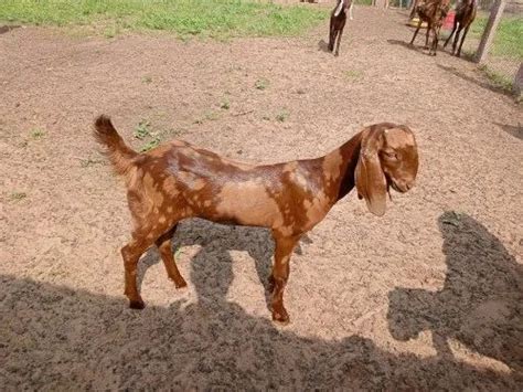 Brown Men Sirohi Goat Breed Milk Weight Kg At ₹ 210kg In Nagaur