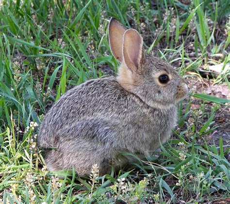 If You See a Baby Hare – Leave it There! | Alberta Veterinary ...